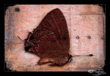 181:366<br>Iron Butterfly