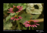 Echinacea purpurea<br>Pica Belles