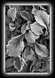 Light Box IV