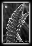 Light Box V