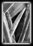 Light Box XXXII<p>January 16