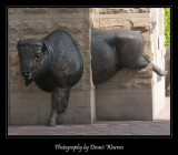 Bison-through-building.jpg