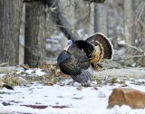 Wild Turkeys