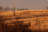 Prairie View