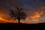 Rainbow Tree at Elam Bend