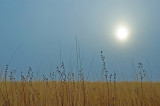 Cold Winter Sun over Grassland