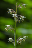 Tiarella trifoliata var. laciniata