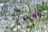Crocus tommasinianus