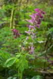 Cordalis scouleri