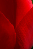 red tulip