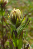 Castilleja parviflora var. albida