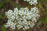 Achillea millefolium