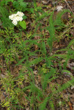 Achillea millefolium