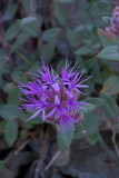 Monardella odoratissima