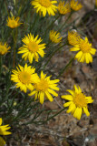 Erigeron chrysopsidis