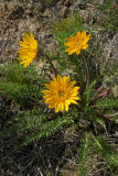 Balsamorhiza hookeri