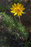 Balsamorhiza hookeri