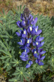 Lupinus lepidus var. lepidus
