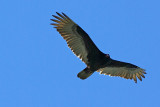 Cathartes aura
