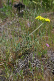 Lomatium leptocarpum