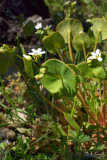Claytonia perfoliata