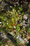 Claytonia perfoliata