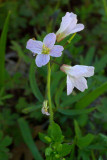 Cardamine nuttallii var. nuttallii