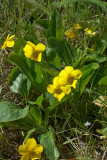 Viola praemorsa ssp. linguifolia