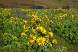 Balsamroot and Lupine