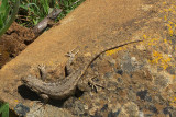 Sceloporus occidentalis occidentalis