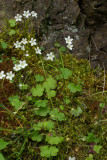 Romanzoffia sitchensis