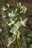 Astragalus reventiformis