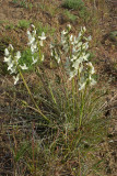 Astragalus reventiformis