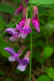 Lathyrus polyphyllus