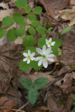 Hepatica nobilis var. obtusa