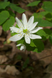 Hepatica nobilis var. obtusa