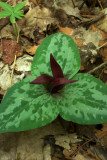 Trillium decumbens