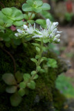 Sedum ternatum