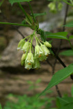 Staphylea trifolia