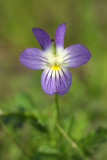Viola bicolor