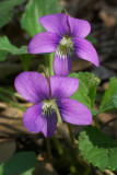 Viola sororia
