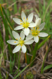 Nothoscordum bivalve