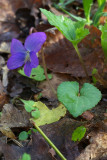 Viola sororia