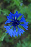 Centaurea cyanus