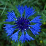 Centaurea cyanus