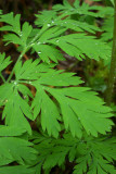 Dicentra formosa