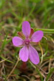Erodium cicutarium