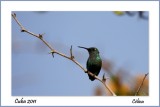  CUBA 2011....meraude de Riccord ...un si petit colibri....oiseau mouche