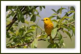  Une magnifique paruline jaune