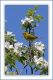  PARULINE JAUNE DANS UN JARDIN DE FLEUR